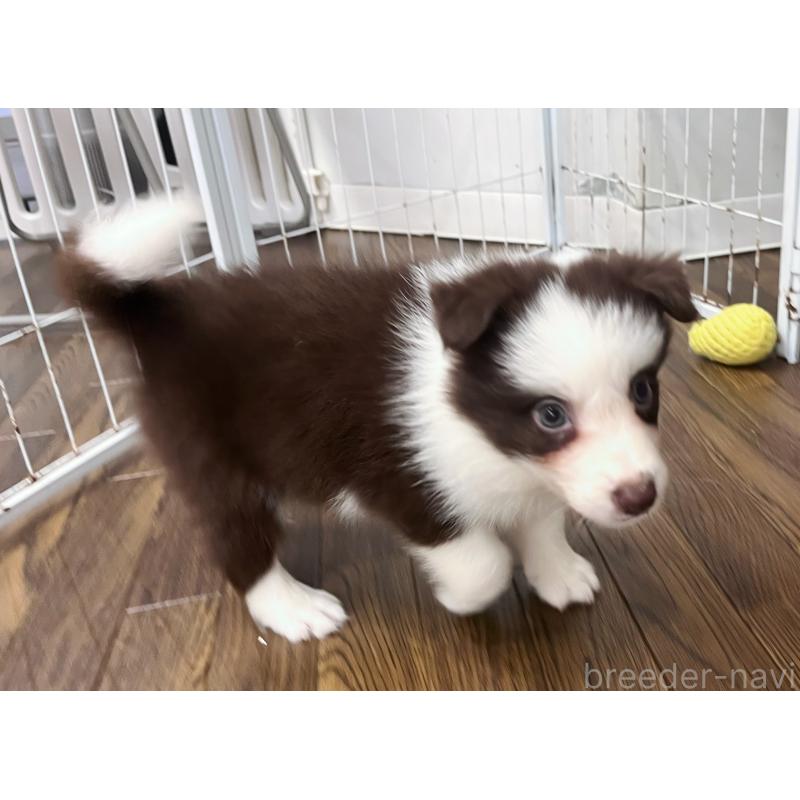 成約済の東京都のボーダーコリー-417721の3枚目