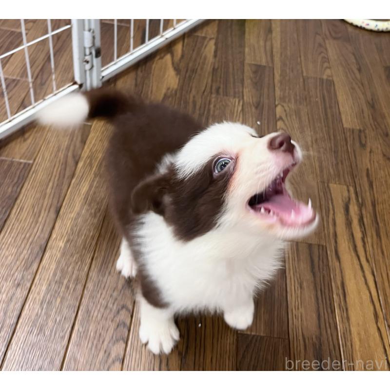 成約済の東京都のボーダーコリー-417721の2枚目