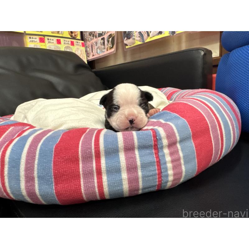 販売中の岐阜県のボストンテリア-417747の16枚目