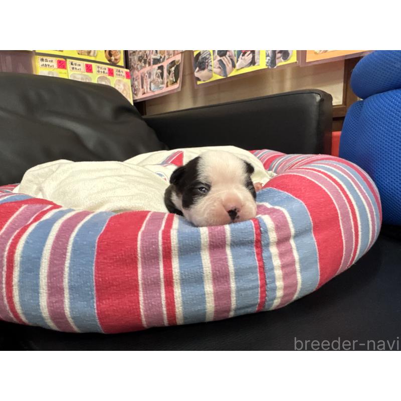 販売中の岐阜県のボストンテリア-417747の15枚目