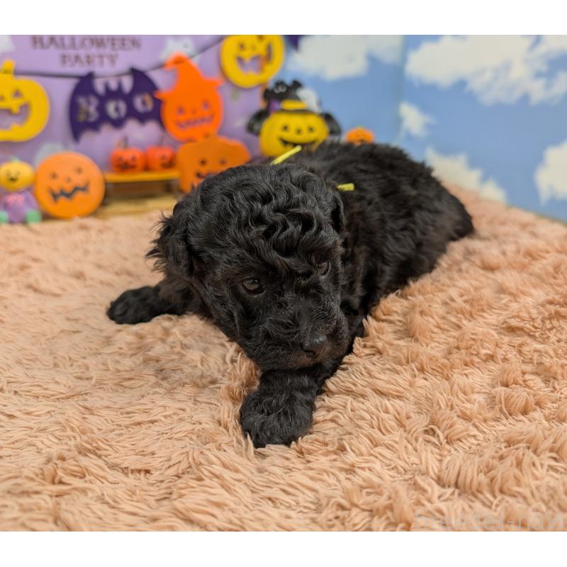 販売中の岐阜県のトイプードル-413550の7枚目