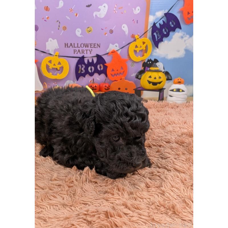 販売中の岐阜県のトイプードル-413550の6枚目