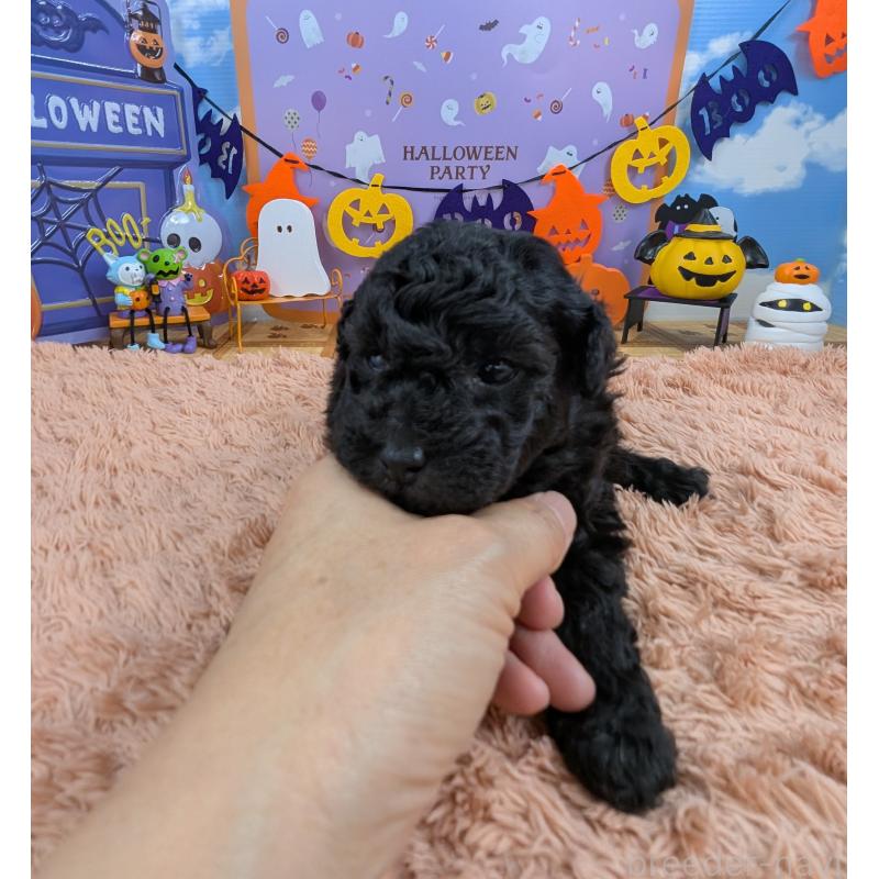 販売中の岐阜県のトイプードル-413550の5枚目