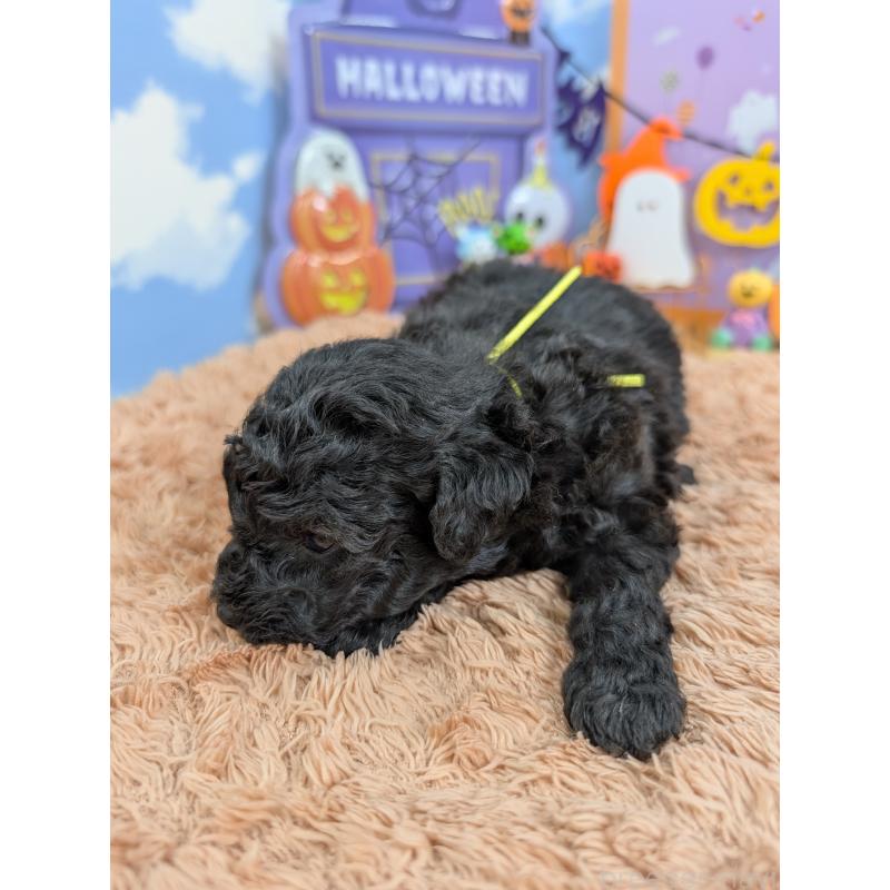 販売中の岐阜県のトイプードル-413550の4枚目