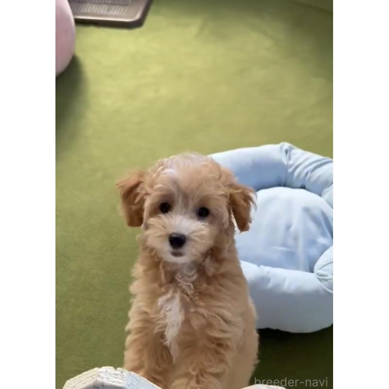 商談中の福岡県のマルプー:マルチーズ×トイプードル-413634の6枚目