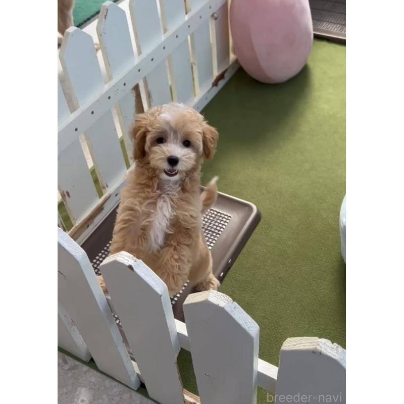 商談中の福岡県のマルプー:マルチーズ×トイプードル-413634の5枚目