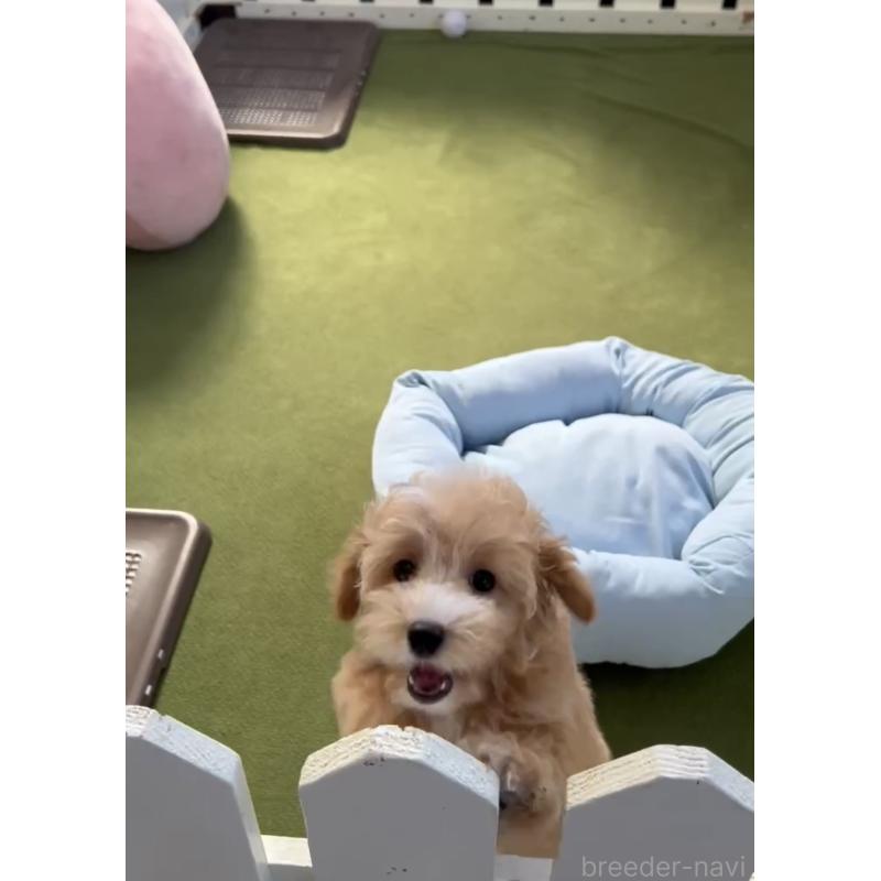 商談中の福岡県のマルプー:マルチーズ×トイプードル-413634の4枚目