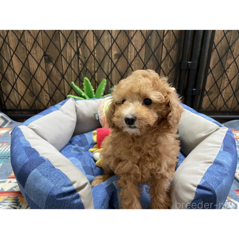 成約済の北海道のトイプードル-417008の9枚目