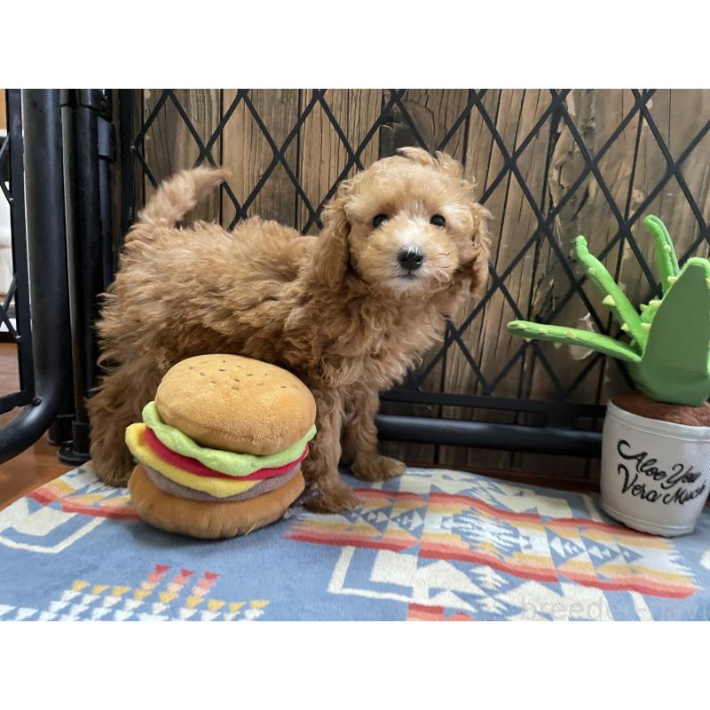 成約済の北海道のトイプードル-417008の8枚目