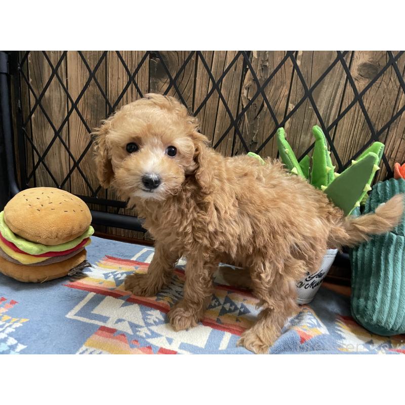 成約済の北海道のトイプードル-417008の7枚目