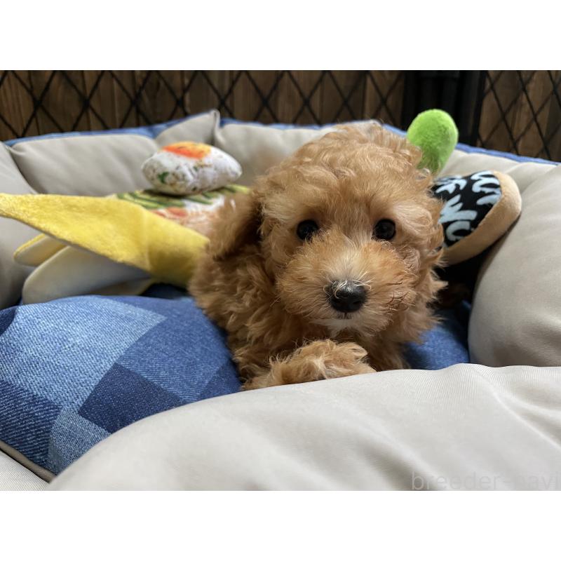 成約済の北海道のトイプードル-417008の6枚目