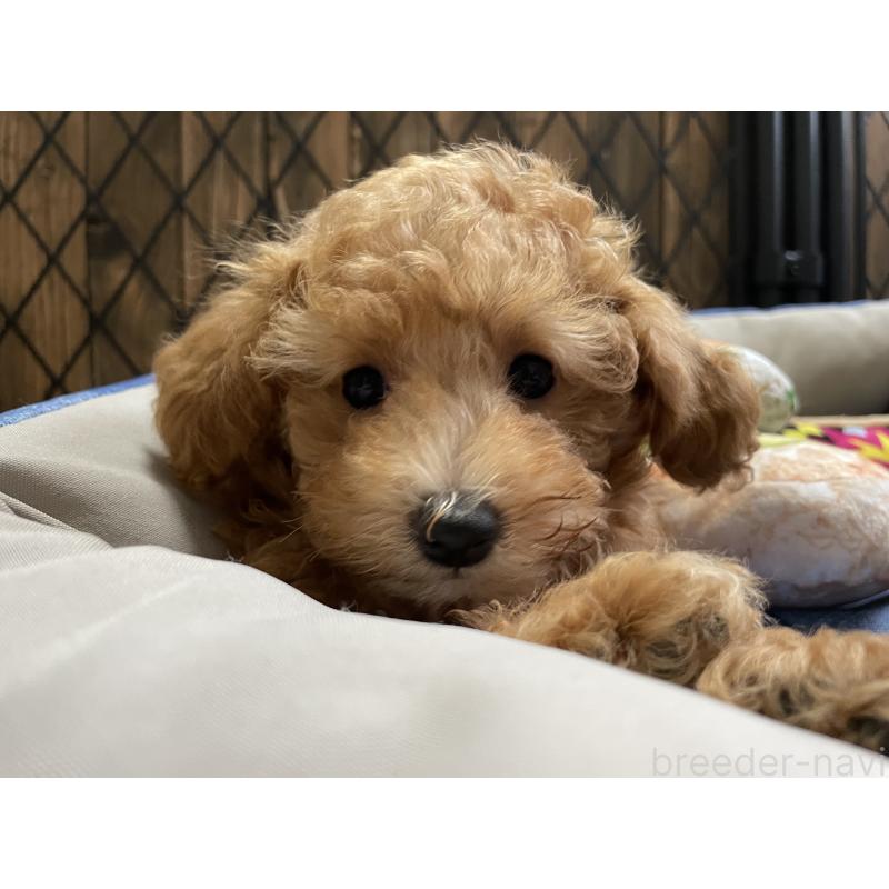 成約済の北海道のトイプードル-417008の5枚目