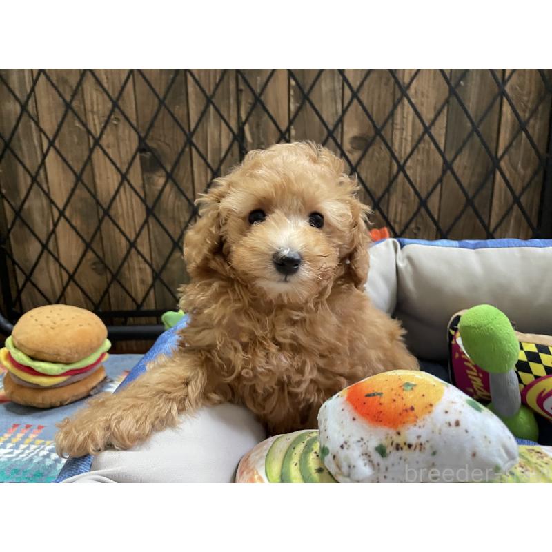 成約済の北海道のトイプードル-417008の4枚目