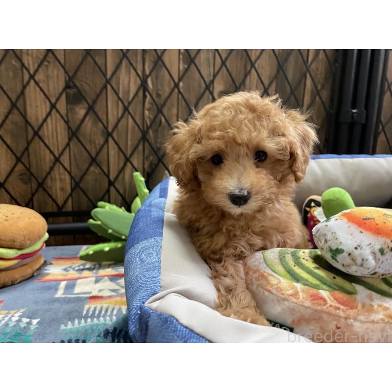 成約済の北海道のトイプードル-417008の3枚目