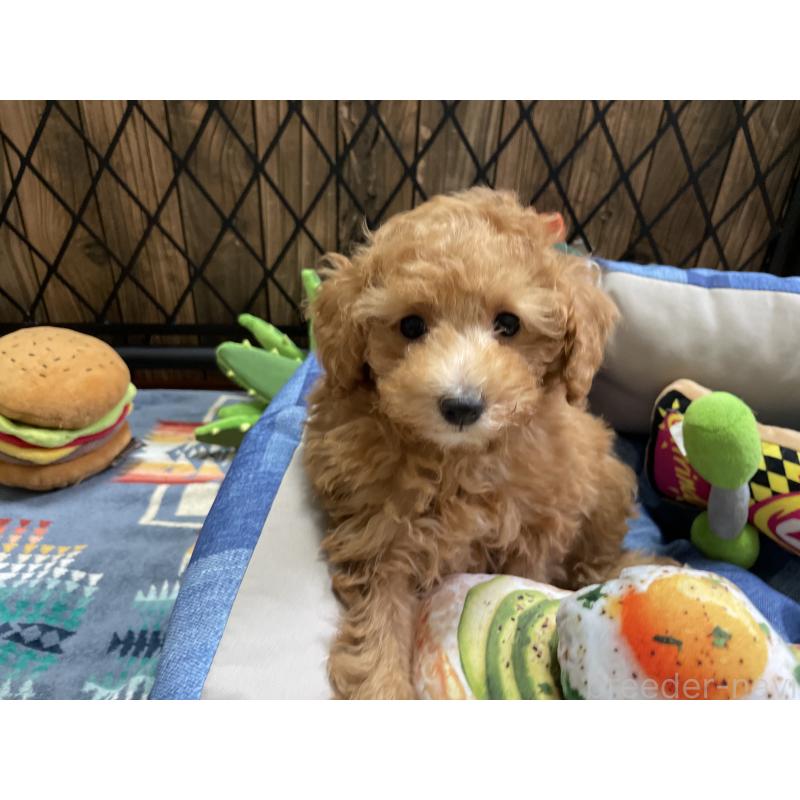 成約済の北海道のトイプードル-417008の2枚目