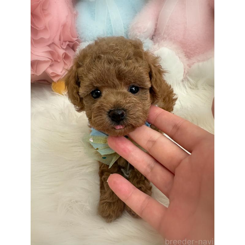 販売中の香川県のトイプードル-419229の4枚目