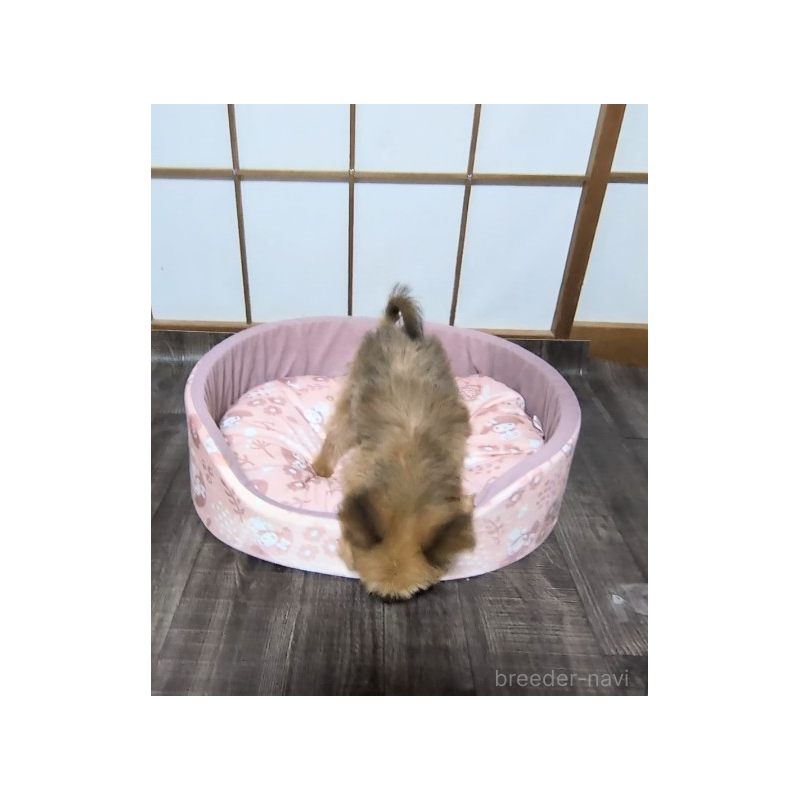 販売中の茨城県のミックス犬-419236の3枚目