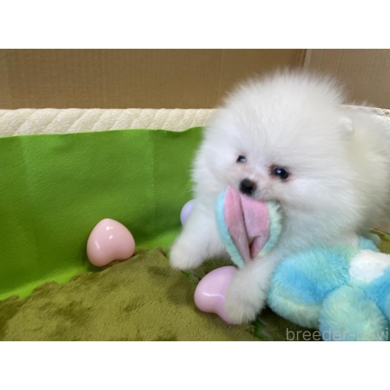 販売中の岐阜県のポメラニアン-412943の6枚目