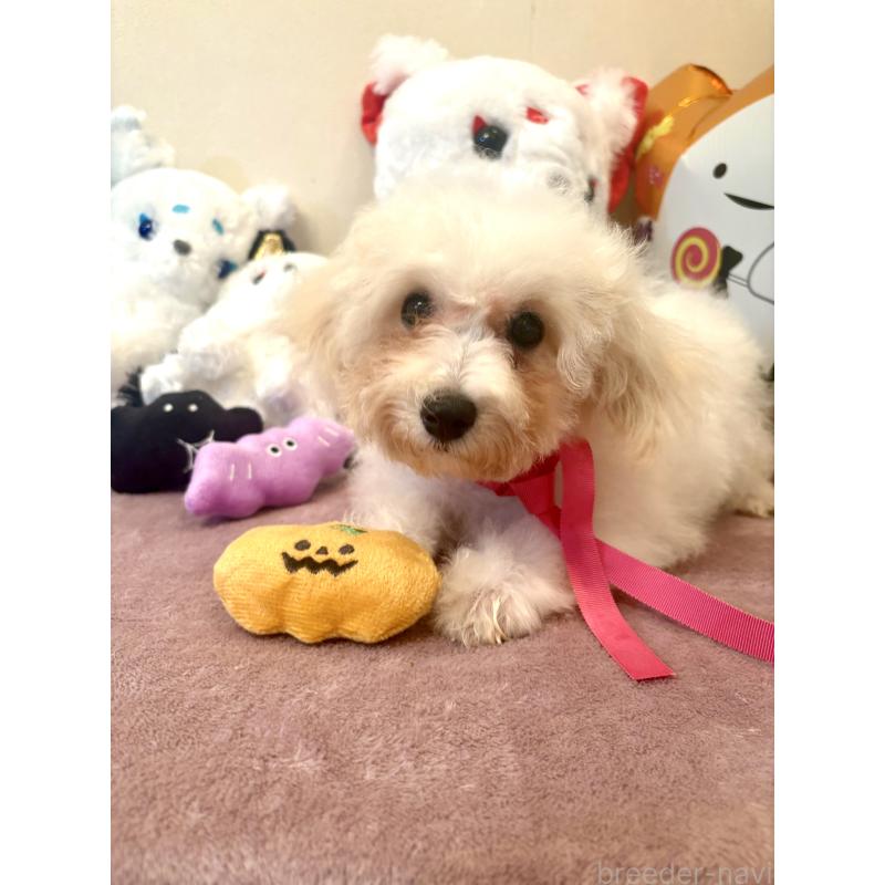 販売中の東京都のミックス犬-404064の6枚目