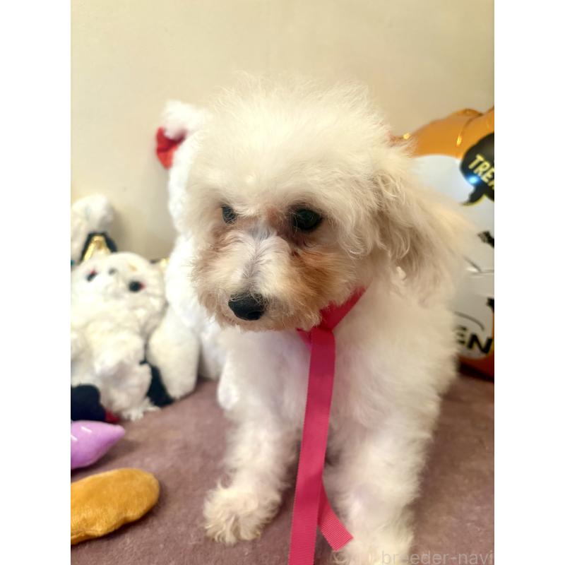 販売中の東京都のミックス犬-404064の5枚目