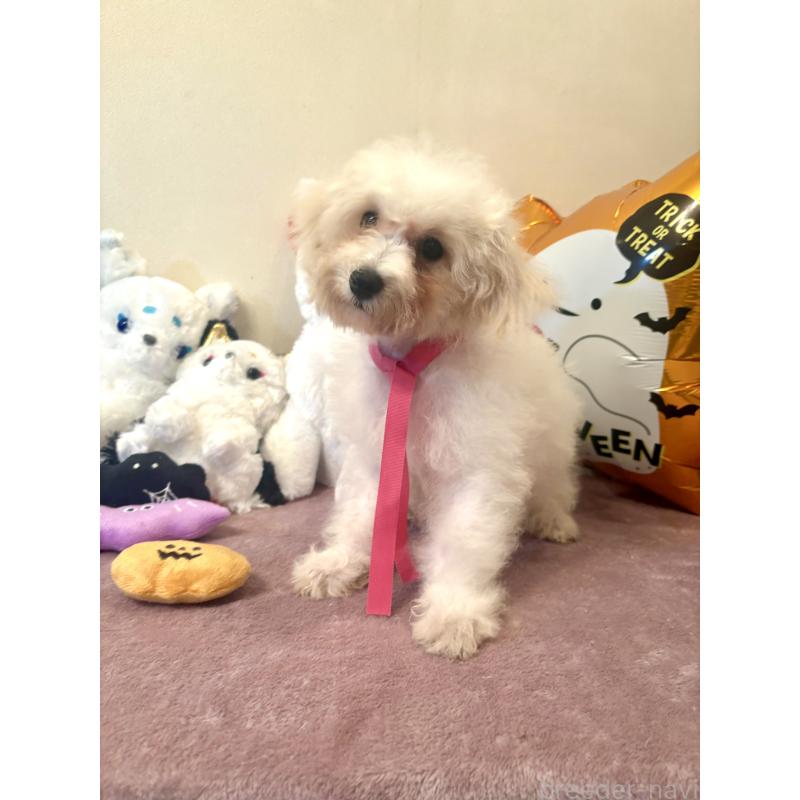 販売中の東京都のミックス犬-404064