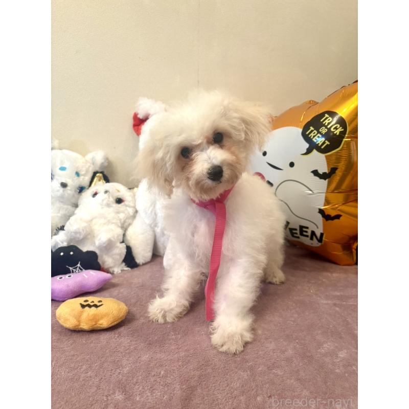 販売中の東京都のミックス犬-404064の4枚目