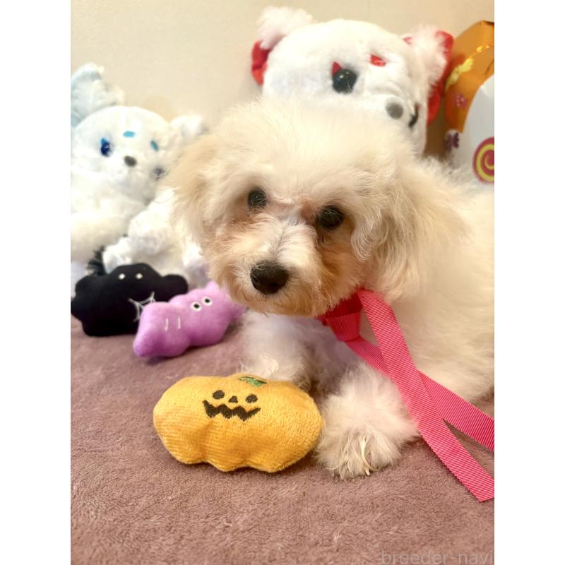 販売中の東京都のミックス犬-404064の3枚目