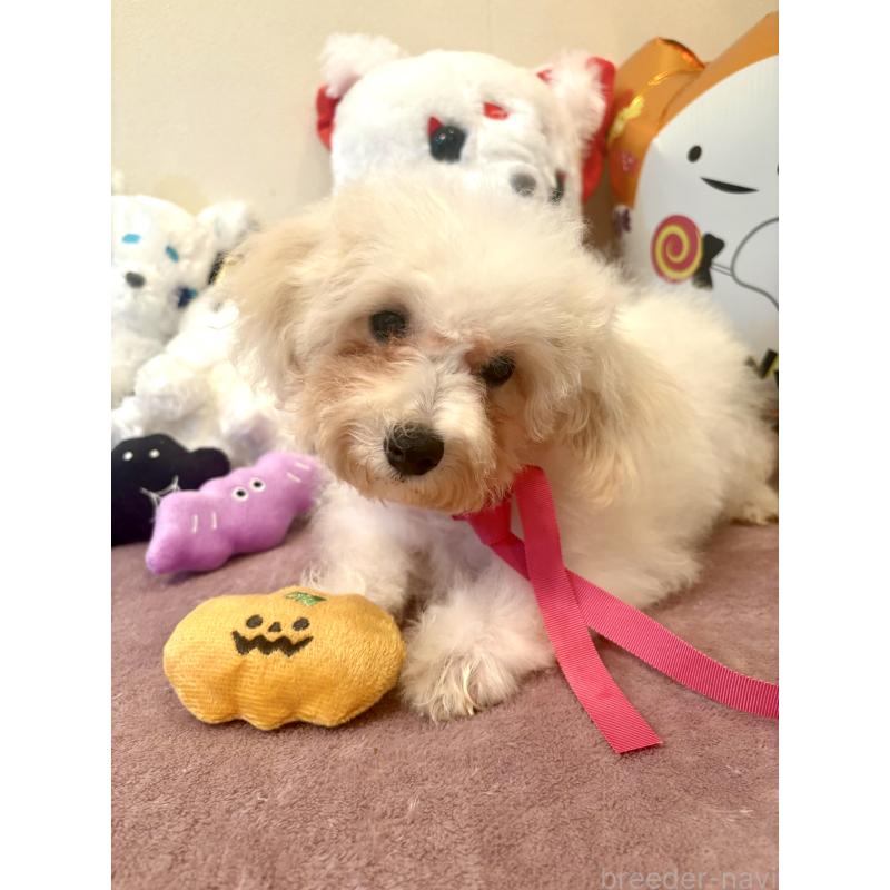 販売中の東京都のミックス犬-404064の2枚目