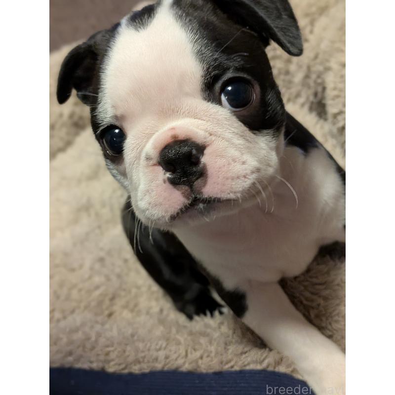 成約済の愛知県のボストンテリア-414776の12枚目