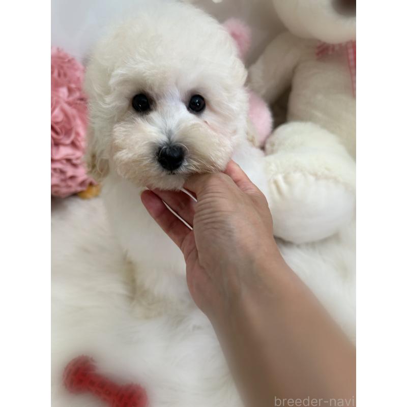 販売中の香川県のトイプードル-406317の3枚目