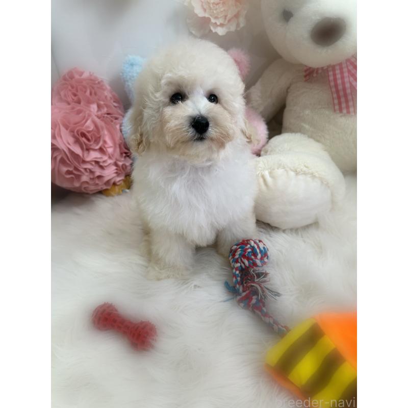 販売中の香川県のトイプードル-406317の2枚目