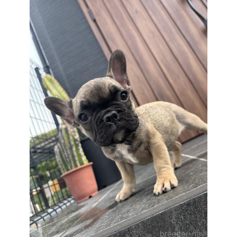 成約済の京都府のフレンチブルドッグ-409046