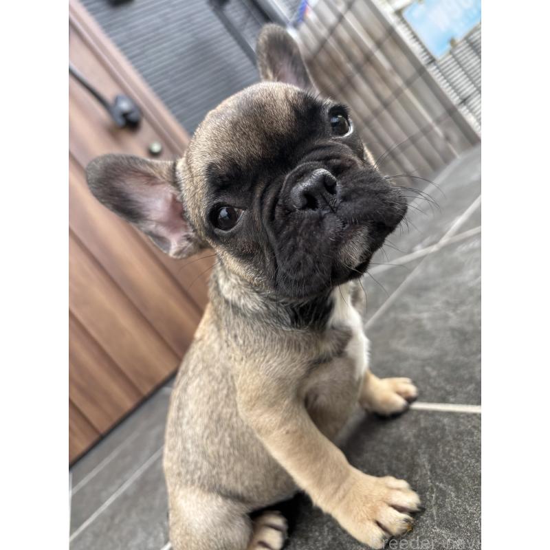 成約済の京都府のフレンチブルドッグ-409046の15枚目