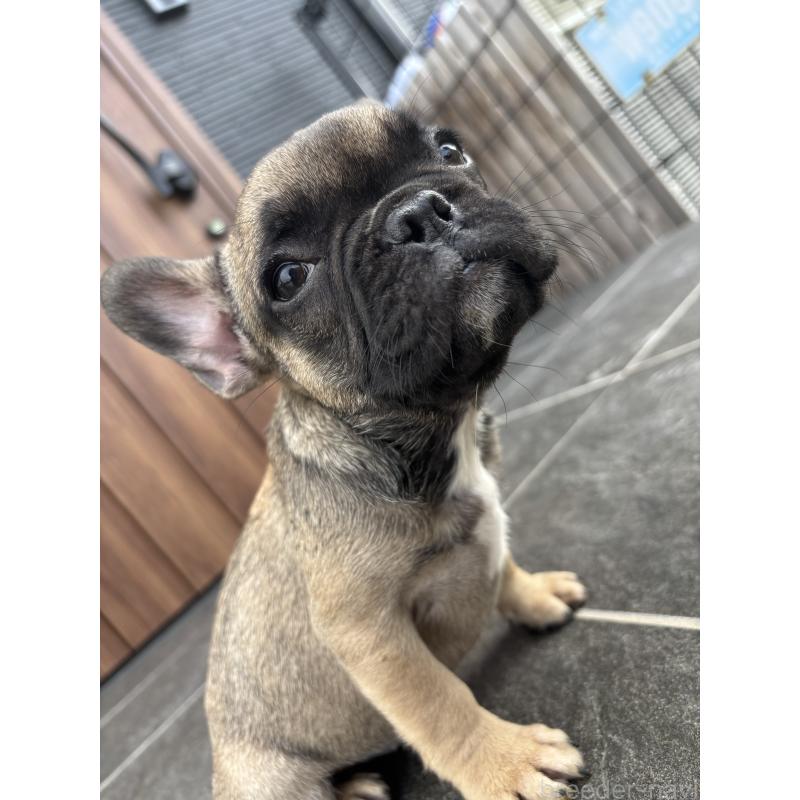 成約済の京都府のフレンチブルドッグ-409046の14枚目