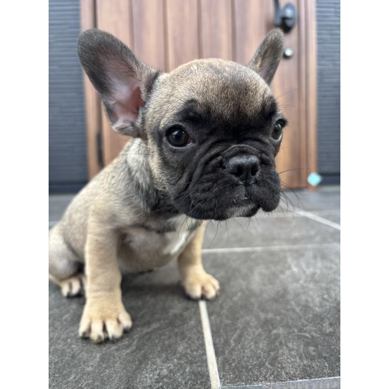成約済の京都府のフレンチブルドッグ-409046の13枚目