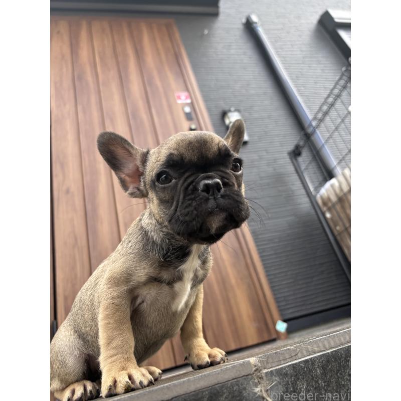 成約済の京都府のフレンチブルドッグ-409046の12枚目