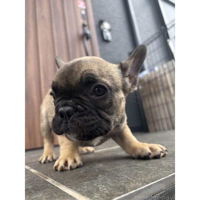 成約済の京都府のフレンチブルドッグ-409046の11枚目