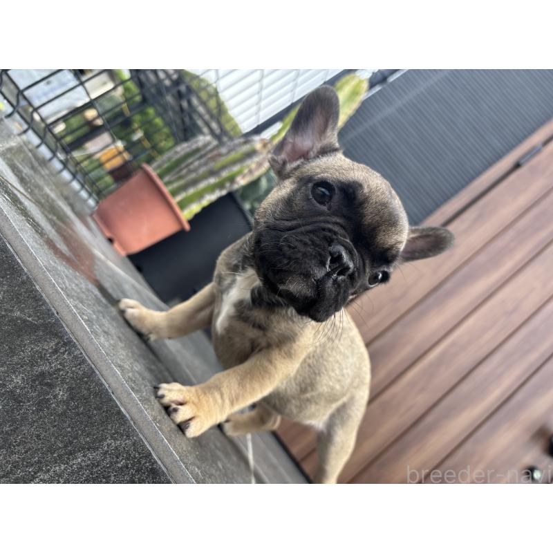 成約済の京都府のフレンチブルドッグ-409046の10枚目