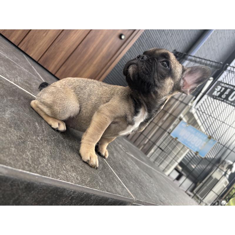 成約済の京都府のフレンチブルドッグ-409046の9枚目