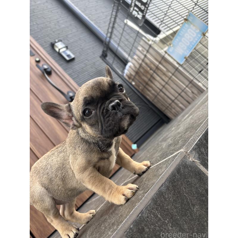 成約済の京都府のフレンチブルドッグ-409046の8枚目