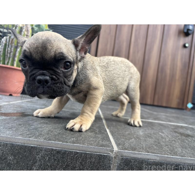 成約済の京都府のフレンチブルドッグ-409046の7枚目