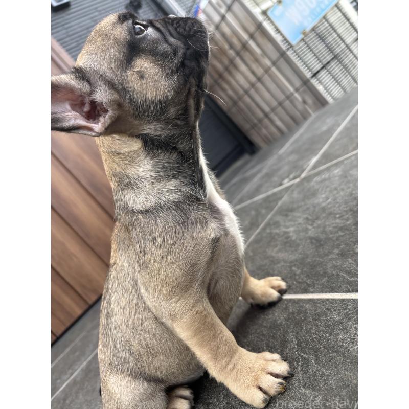 成約済の京都府のフレンチブルドッグ-409046の6枚目