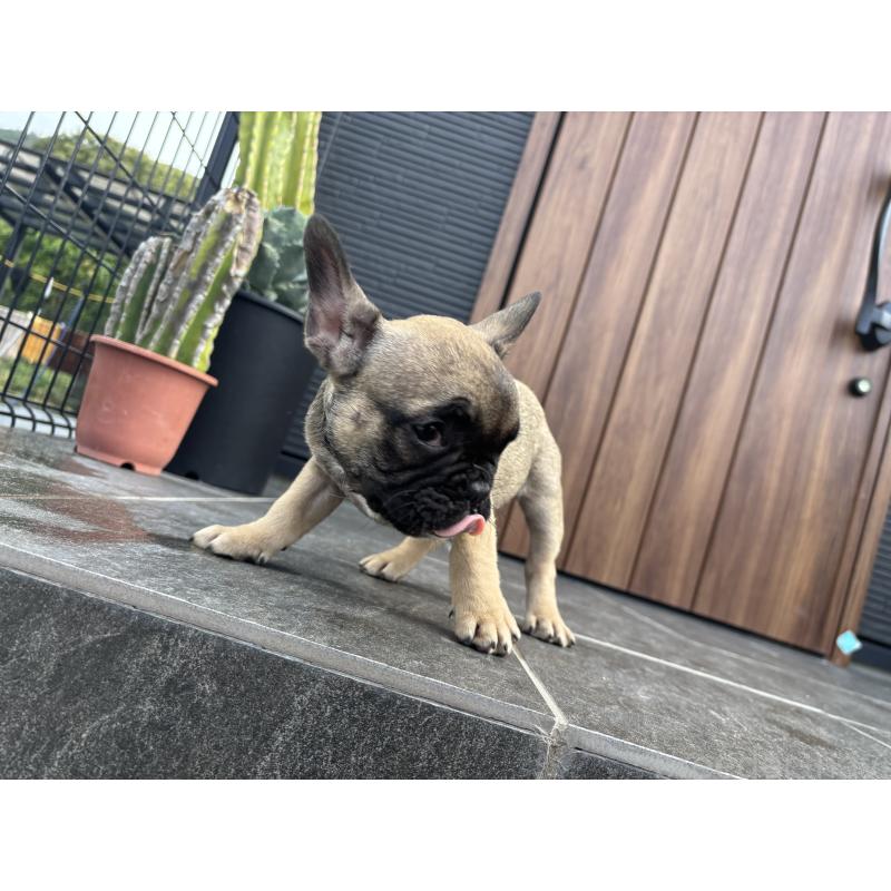 成約済の京都府のフレンチブルドッグ-409046の5枚目
