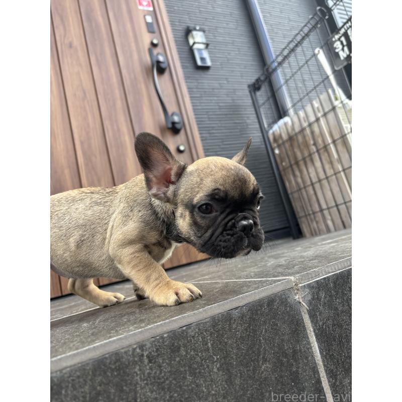 成約済の京都府のフレンチブルドッグ-409046の4枚目