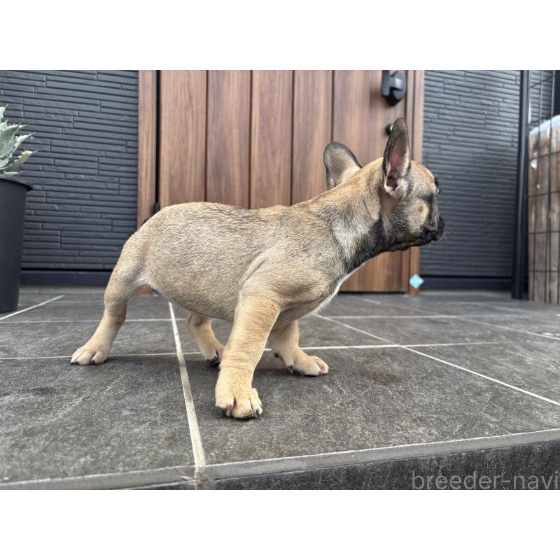 成約済の京都府のフレンチブルドッグ-409046の3枚目