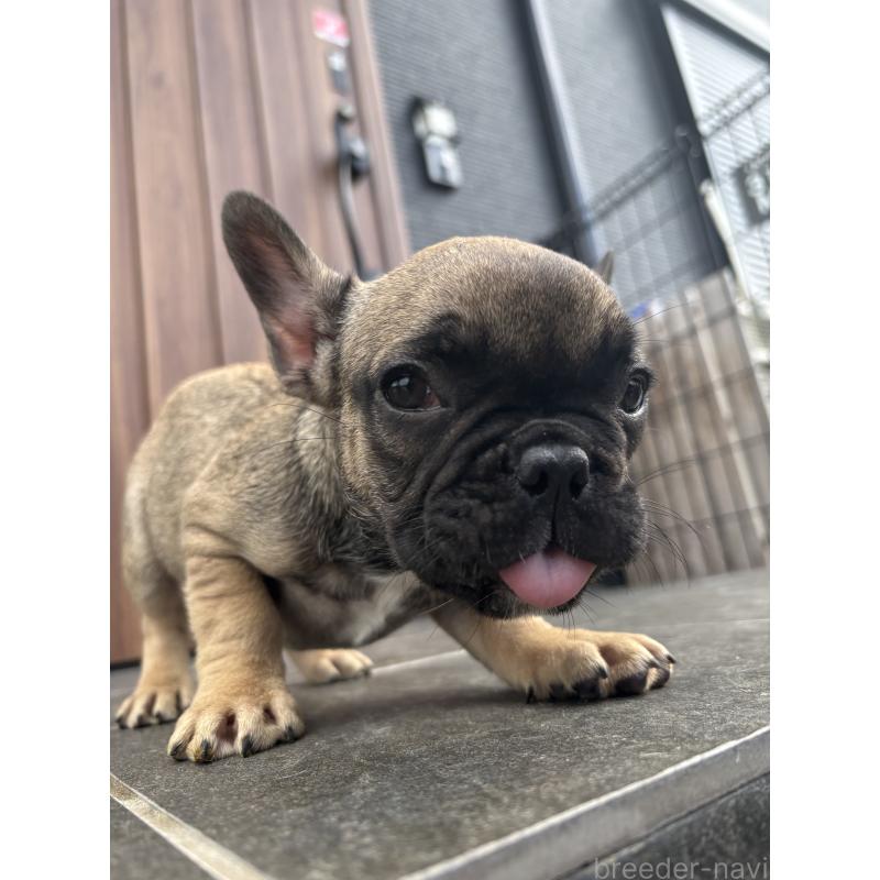 成約済の京都府のフレンチブルドッグ-409046の2枚目
