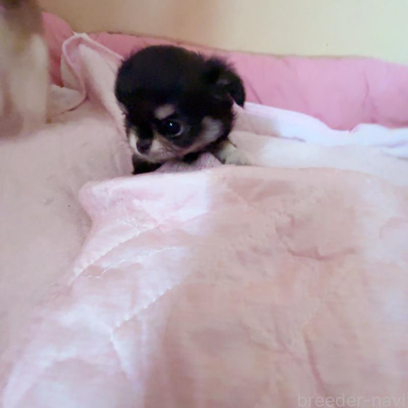 販売中の香川県のチワワ(ロングコート)-414547の14枚目