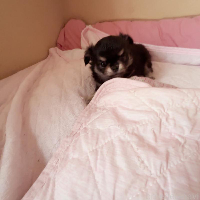 販売中の香川県のチワワ(ロングコート)-414547の13枚目