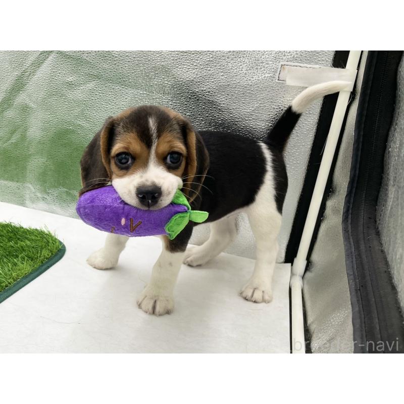 成約済の愛知県のビーグル-416061の4枚目