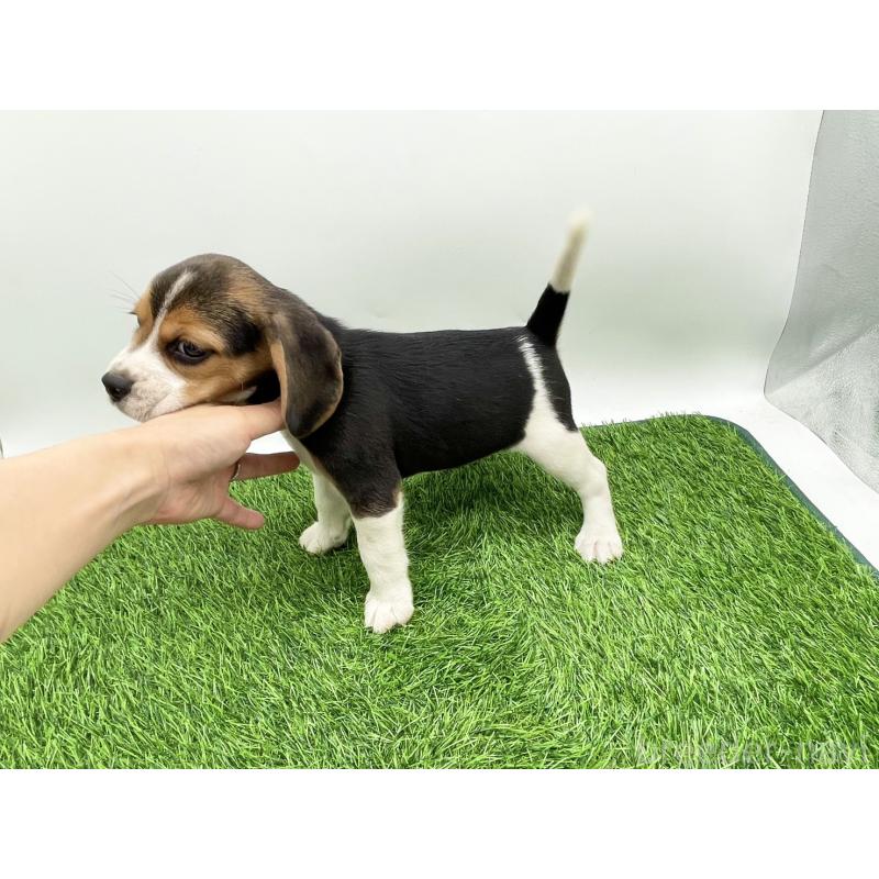 成約済の愛知県のビーグル-416061の3枚目